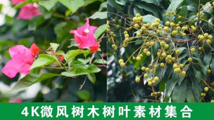 4K阳光树叶光影微风