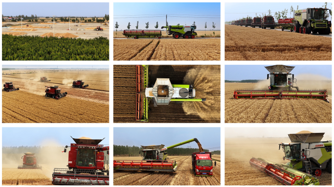 小麦丰收机收小麦河南麦收麦收三夏麦田