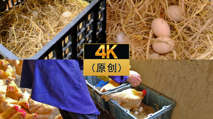 4K土鸡蛋农场/家养土鸡蛋/走地鸡蛋