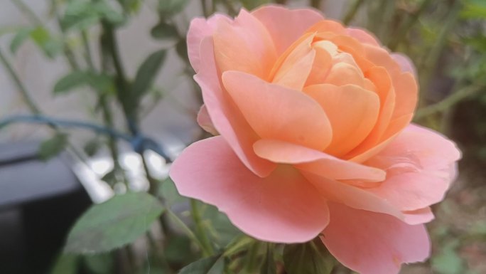 娇艳欲滴的蜜桃色花朵
