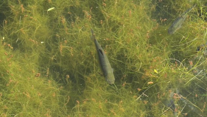 【4K】水草中游动的鱼群