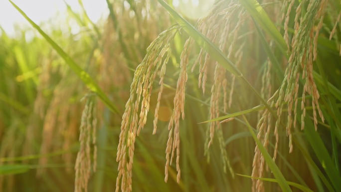 金黄水稻稻穗成熟芒种特写粮食基地唯美