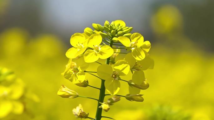 油菜花延时蜜蜂春天蜜蜂菜花油菜田野油菜花