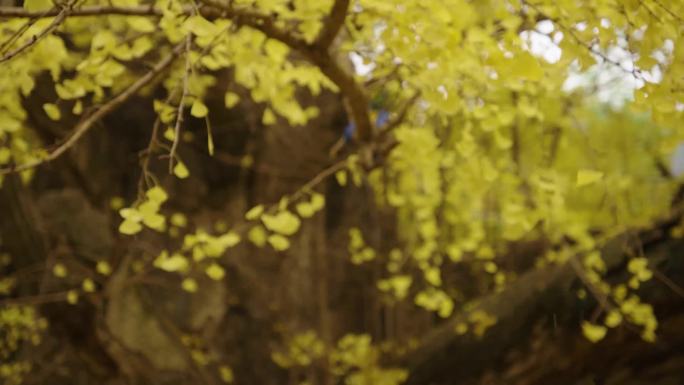 山东日照定林寺银杏树 金色银杏叶飘落