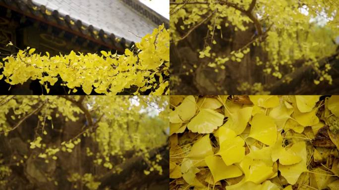 山东日照定林寺银杏树 金色银杏叶飘落