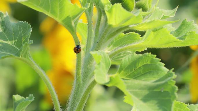 向日葵与昆虫的自然和谐