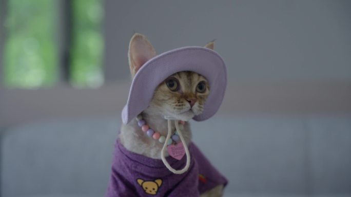 德文猫咖猫舍猫咪穿搭