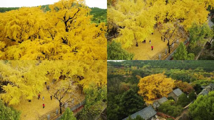 山东日照定林寺银杏树王航拍