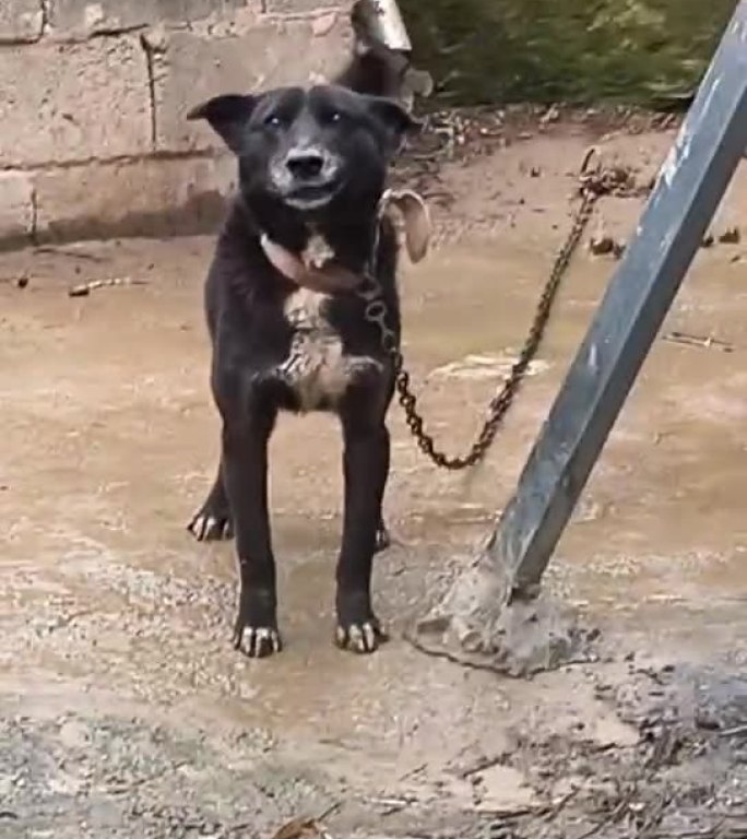 修狗