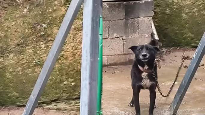 修狗