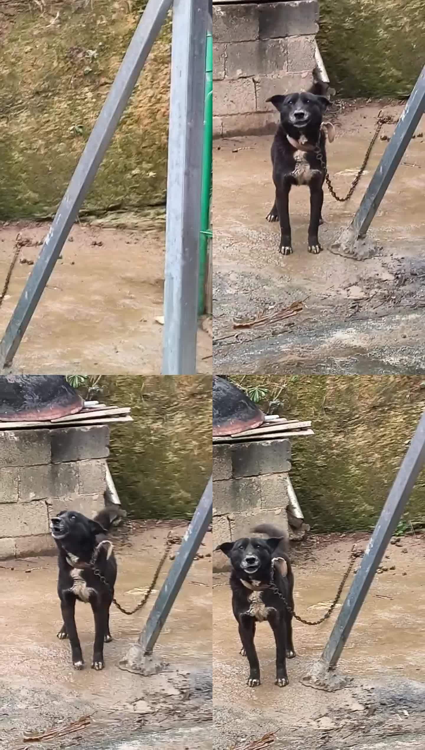 修狗