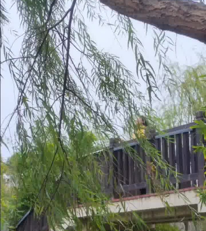 柳树枝条摇曳