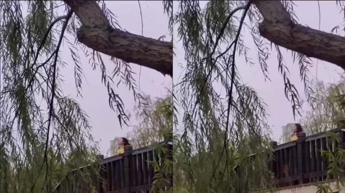 柳树枝条摇曳