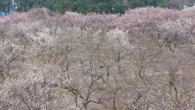 苏州东沙湖城市公园春日赏梅