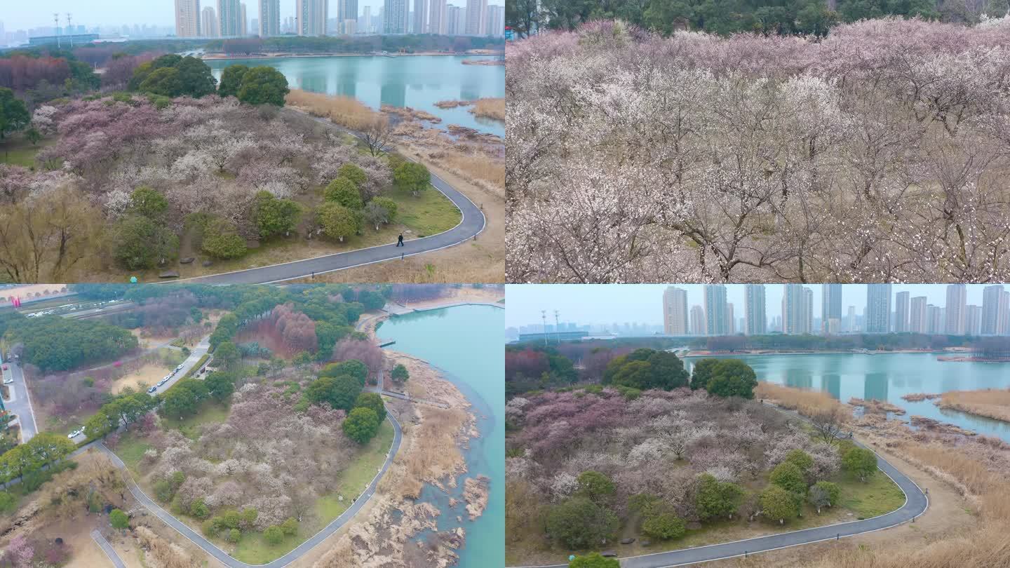 苏州东沙湖城市公园春日赏梅