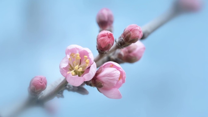 樱花桃花花朵蜜蜂采蜜花开开花延时ai素材
