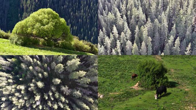 川西  甘孜藏族自治州  白玉县