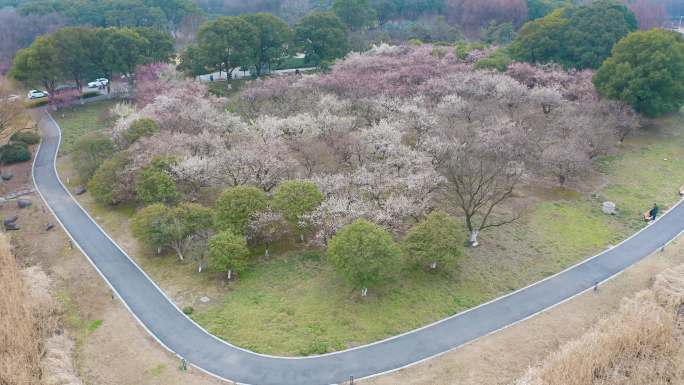 苏州东沙湖城市公园春日赏梅