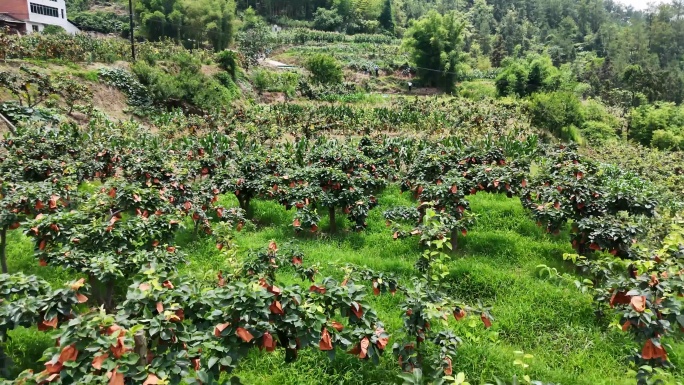 梨子种植基地航拍