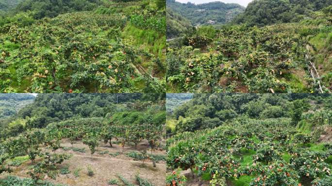 梨子种植基地航拍