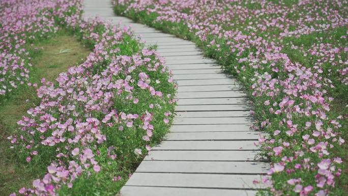 4k花丛木栈道浪漫花海小路景观