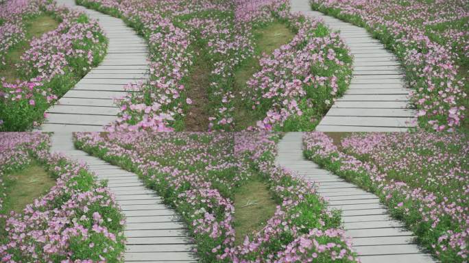 4k花丛木栈道浪漫花海小路景观