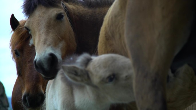 甘孜康定茶马古道雕塑旁幼马喝奶