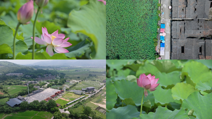 古村落 荷花 莲花 中国风