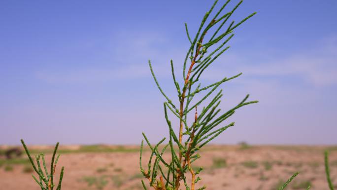 梭梭苗 沙生植物 沙漠 抗沙 梭梭 树