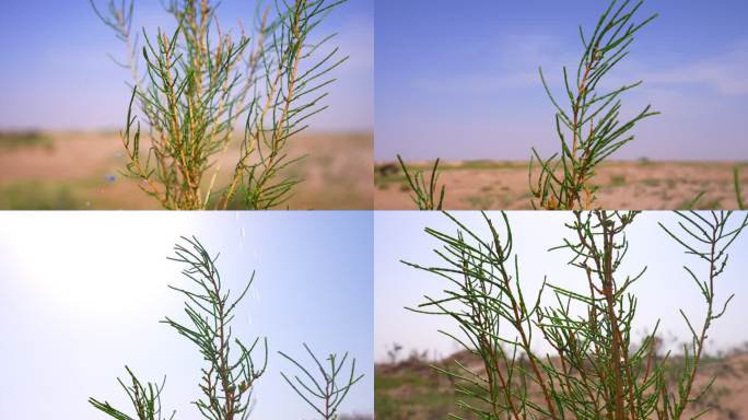 梭梭苗 沙生植物 沙漠 抗沙 梭梭 树
