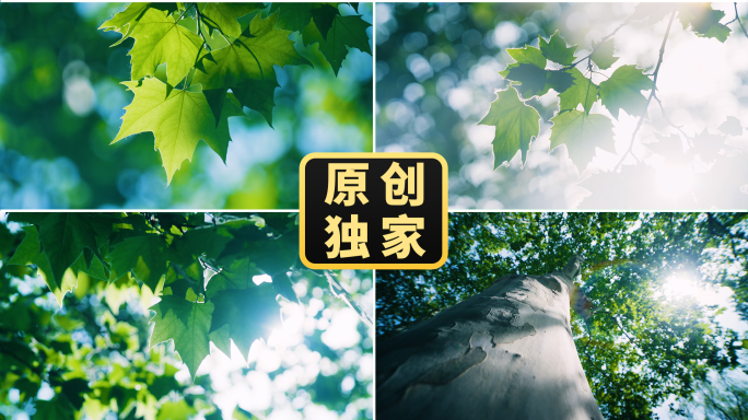 夏天校园公园梧桐树阳光树叶风自然树影斑驳
