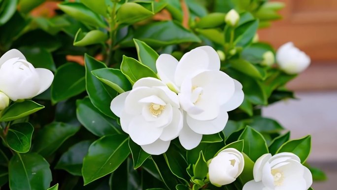 茉莉花花开开花延时生长茉莉花花开延时