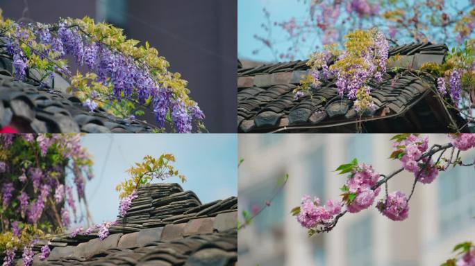 紫藤 樱花 瓦房