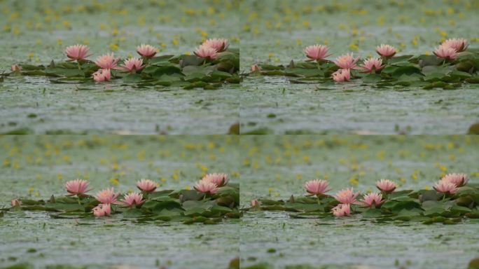 大雨倾盆中的的睡莲