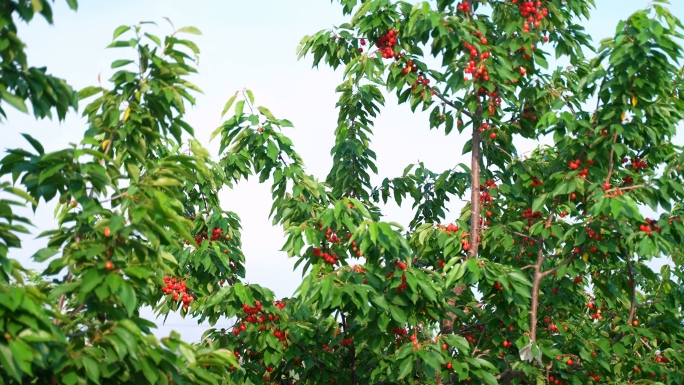 天水大樱桃种植采摘产地