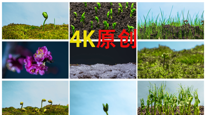 生长种子破土而出鲜花绽放延时合集