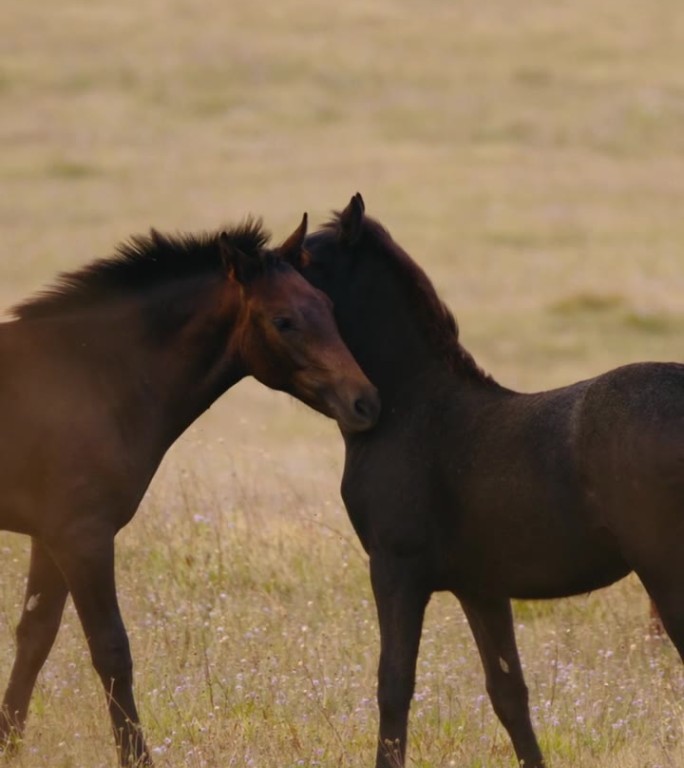 干燥草原上的马，温柔的互相依偎和随风飘动的鬃毛。