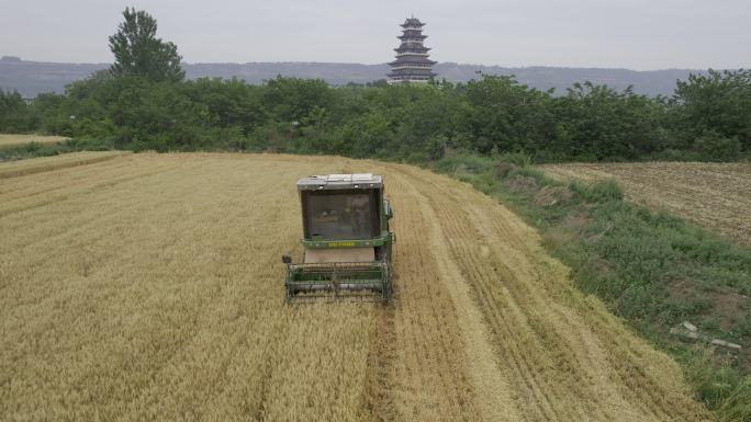 【HLG】陕西眉县平阳阁金色麦田收割景象