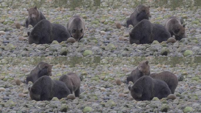 特写:三只黑棕熊正在清理和休息在岩石上