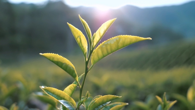 茶茶叶茶山采茶制茶泡茶茶文化