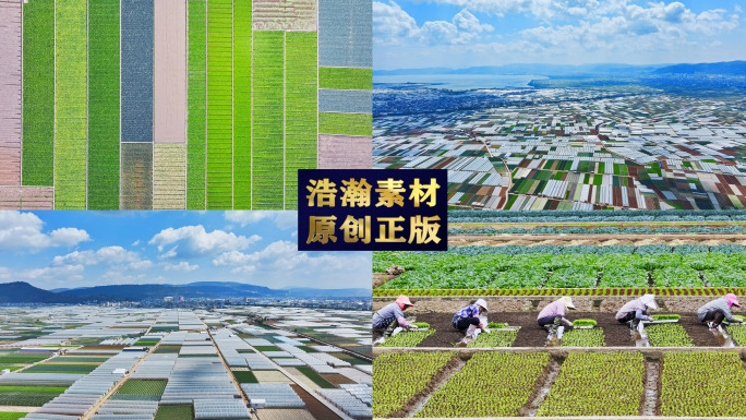 田园风光 蔬菜种植 大棚 农田 蔬菜基地