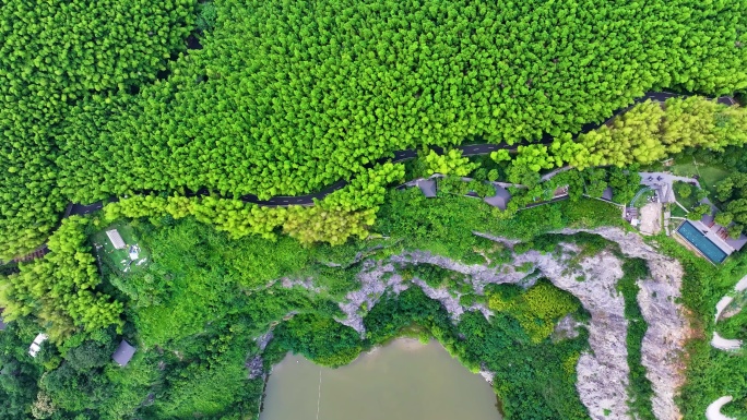 生态竹林自然景观航拍
