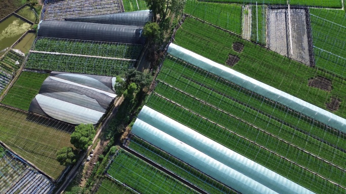 航拍蔬菜大棚基地