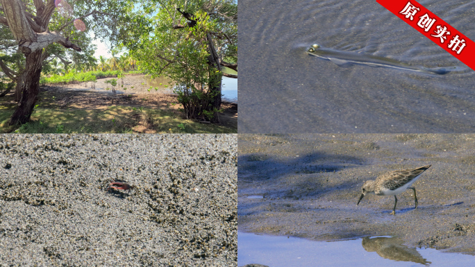 退潮后滩涂上的生物群落