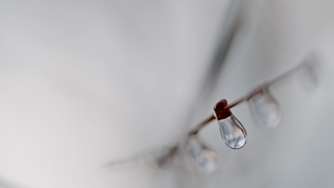 极近的雨滴从光秃秃的树枝上落下。在冬天，雨滴落在光秃秃的树上