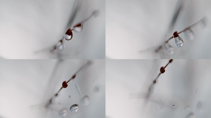 极近的雨滴从光秃秃的树枝上落下。在冬天，雨滴落在光秃秃的树上