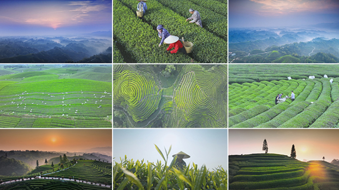 茶 茶叶 茶园 茶山 茶海 采茶 摘茶