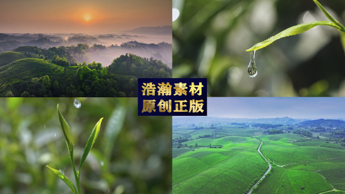 茶 茶叶 茶园 茶山 茶海 采茶 摘茶