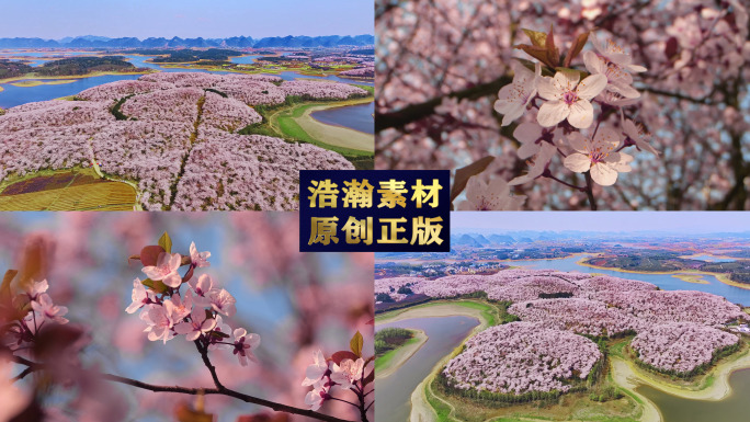 樱花春天春暖花开平坝樱花樱花谷粉色樱花