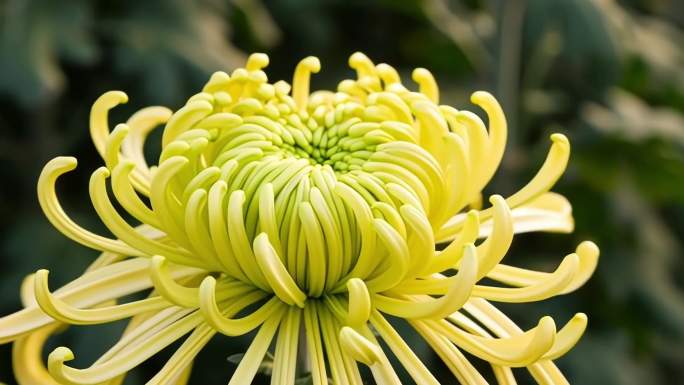 菊花绽放特写延时合集